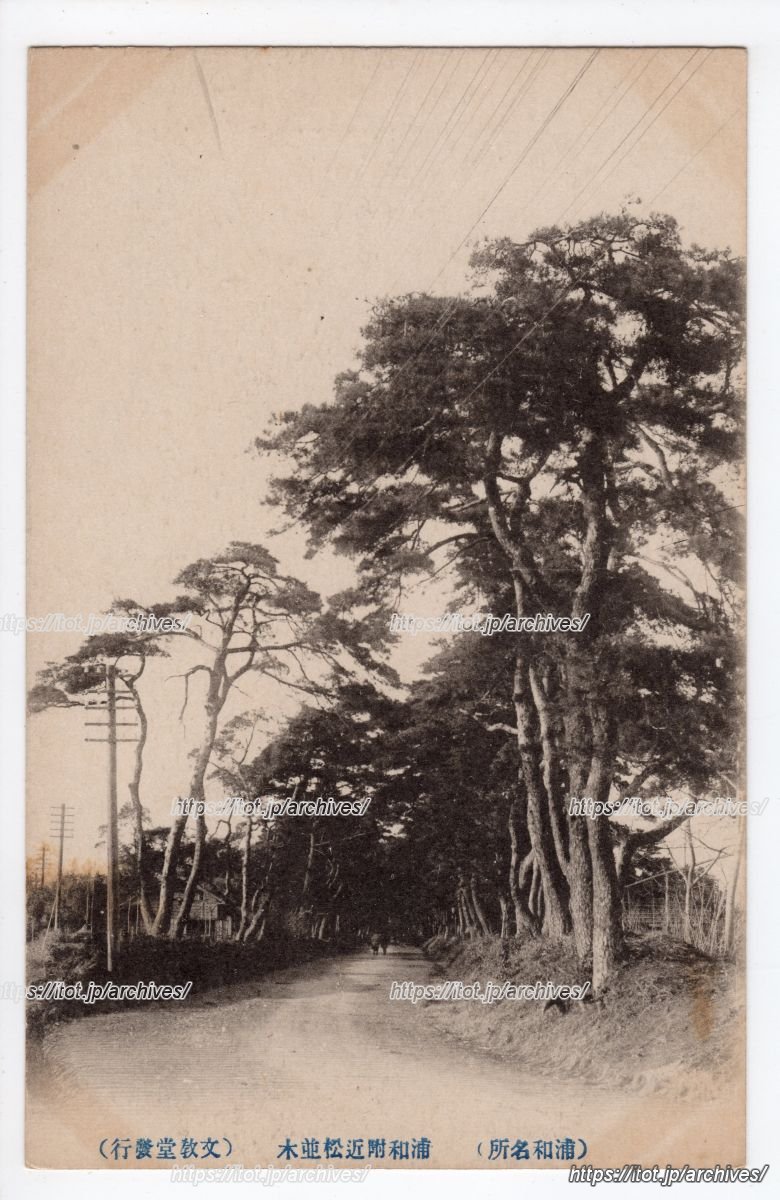 浦和付近松並木