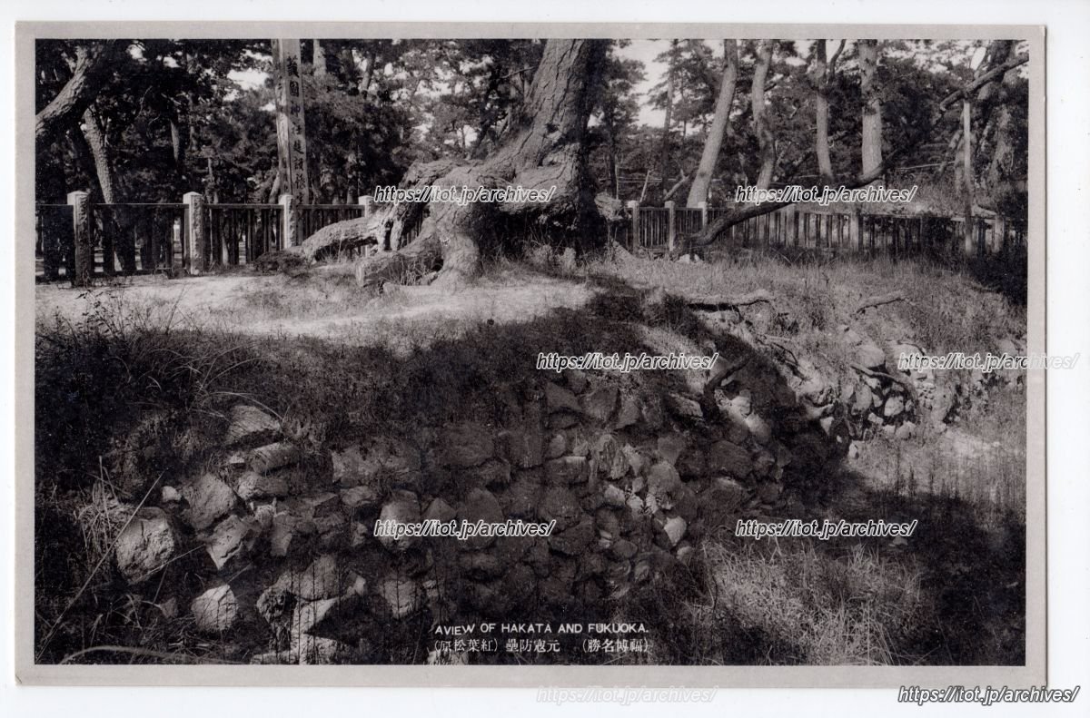 元寇防塁（紅葉松原）